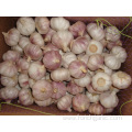 Fresh Normal White Garlic 4.5cm